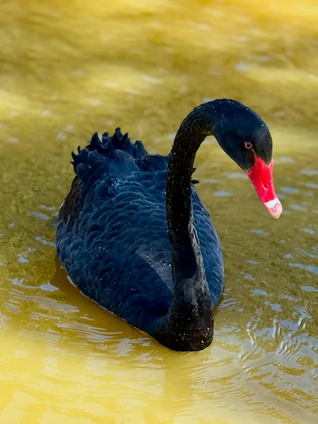Cisne Negro